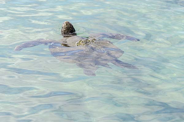 Tortuga Marina - islote Las Tintoreras - islas Galápagos - Ecuador 4.jpg